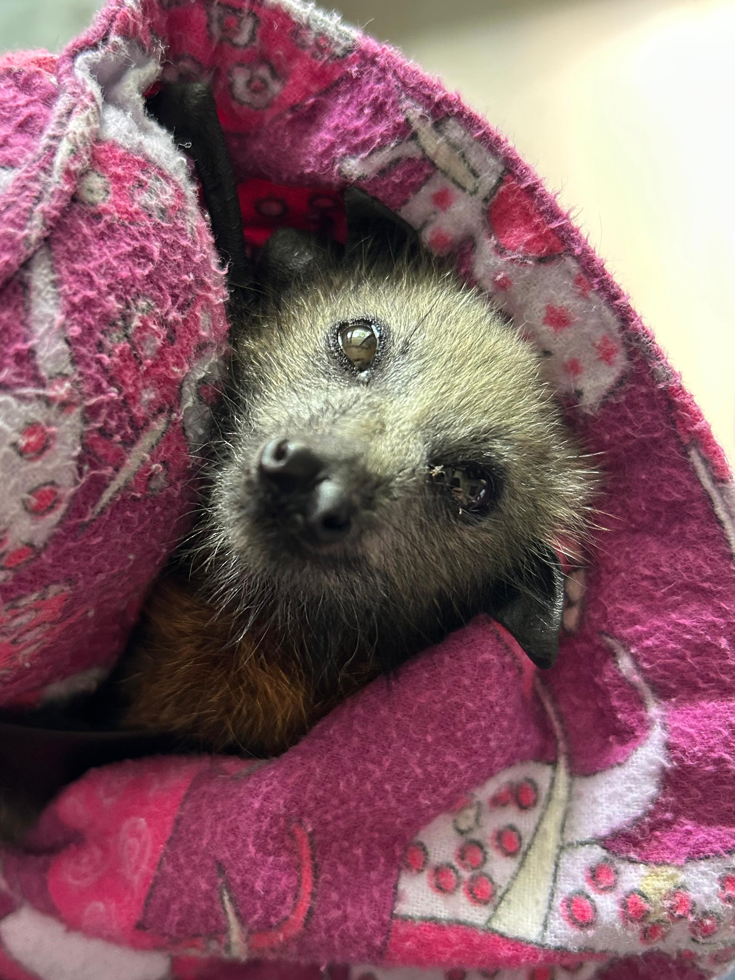 An extremely cute rescued flying fox bat wrapped up snug in a blanket lokig straight at the camera